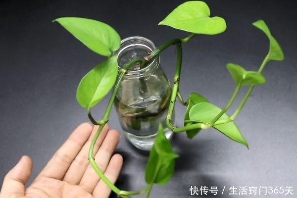 废弃玻璃瓶一个都别扔！留在家里特别“值钱”，一年能省不少钱！