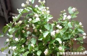 养花|没人要的小东西,可是养花宝贝,捡一点掺盆里,全年不用施肥