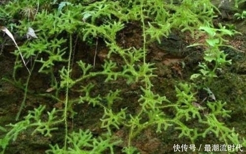 中药“伸筋草”长什么样，有哪些功效与作用带你认知