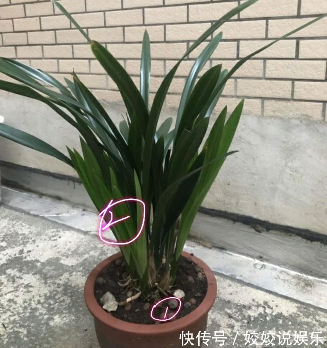 浇水|秋季养墨兰，做不到3点，春节开花是做梦，秋季花芽破土很关键