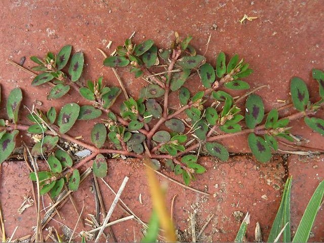 缩小版|农村墙角一野草，又叫“血见愁”，是一味“止血神药”，你认识吗