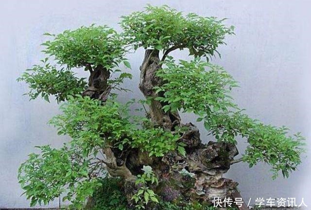 盆景|野外3种树不起眼,栽到花盆做盆景,漂亮又美观,越养越值钱!