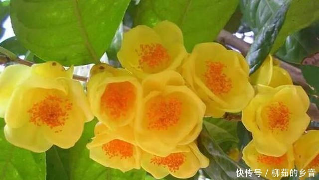 金花茶|此花的价值极高,营养丰富,花色艳丽,浓香四溢,即漂亮又好养!