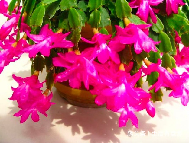 老花匠提醒想要蟹爪兰开花多，除了浇水和施肥，还有几点要注意