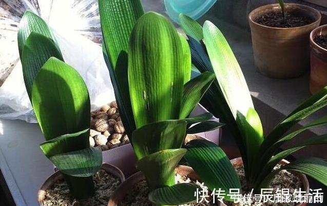 君子兰用这个土来养，根系肥壮，叶子又厚又亮，花开的越来越多