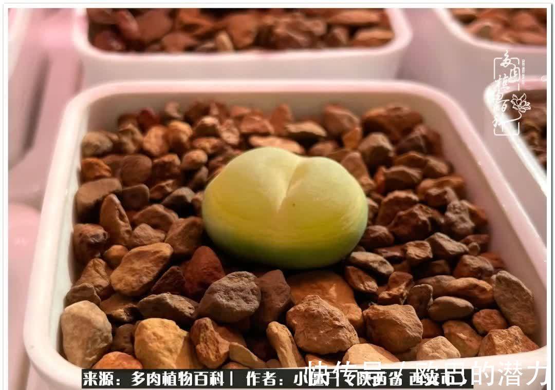 从景天到水泡和肉锥,那些年阳台种植多肉的历程!