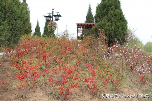 春有约，花不误，年年岁岁不相负--芳菲四月，黄陵花开，等你相遇~