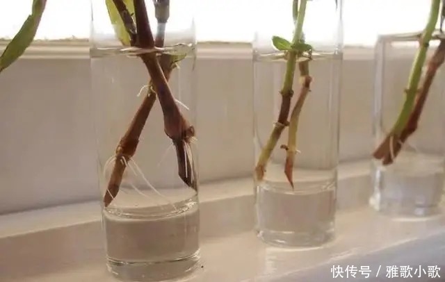 自制生根剂并不难,巧妙采用四种“生根液”,很快长出大白根