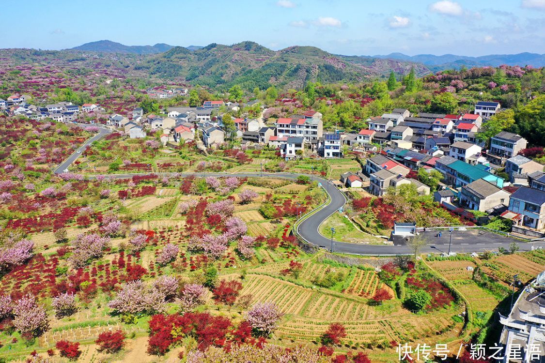 白鹿村、上马村、雅庄村，十里樱花十里尘，经典赏樱路