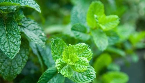 受用|一片薄荷9味药!薄荷的9大顶级妙用,9种不同功效,让你受用一生