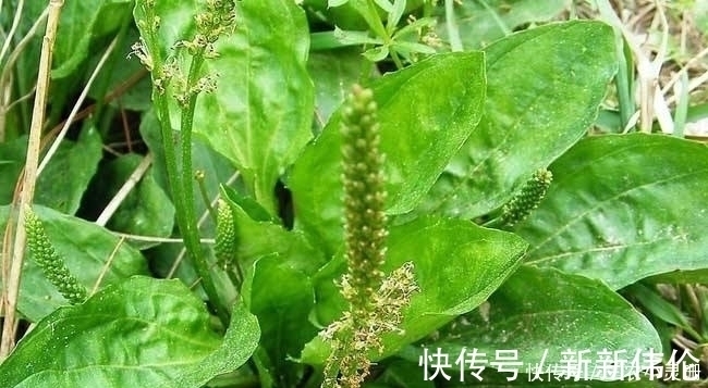 野草|农村常见的一种野草,晒干后泡水喝,清热解毒、降尿酸,你认识吗