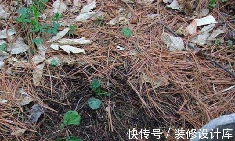 法宝|养花“法宝”松针该怎么用？单独使，加工后用，谨记这些准没错