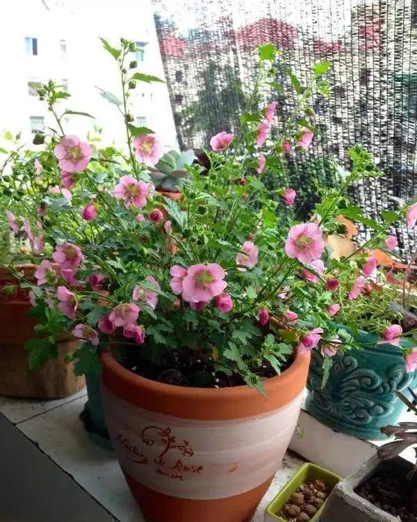想要窗台美美哒,8种花草养起来,一晒就开花