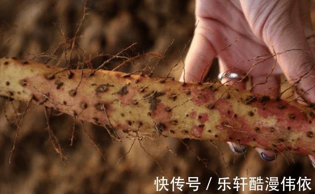 淀粉酶|买山药别只看价格,“2种”山药不要碰,不好吃还浪费钱