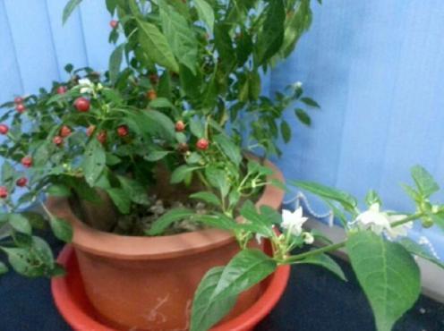 阳台的辣椒苗,只长叶子不结果,教你3招,爱结果吃不完