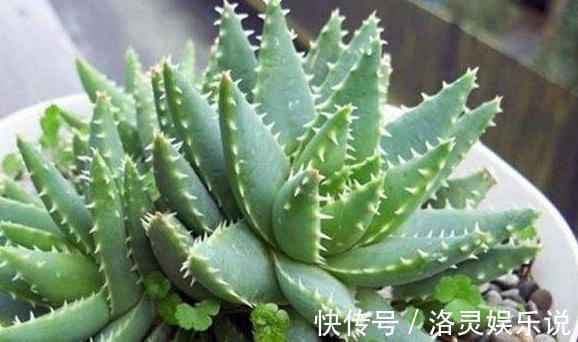 夏天养芦荟，浇水很重要，正确的浇水方法能避免芦荟黑腐化水