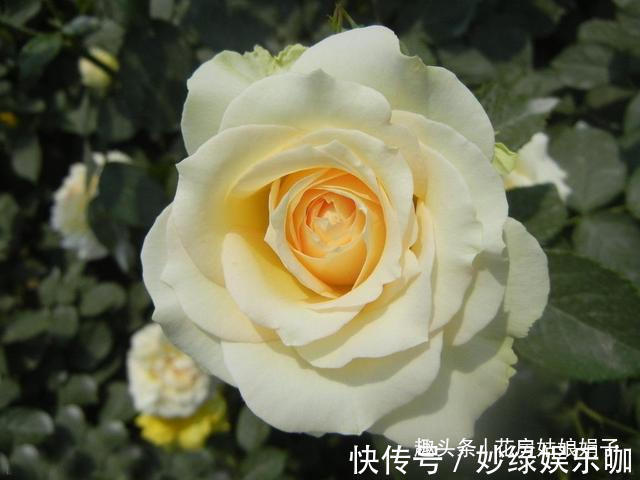 三角梅|适合秋天养的7种花,好养易活,只要环境合适,爱开花,花期长