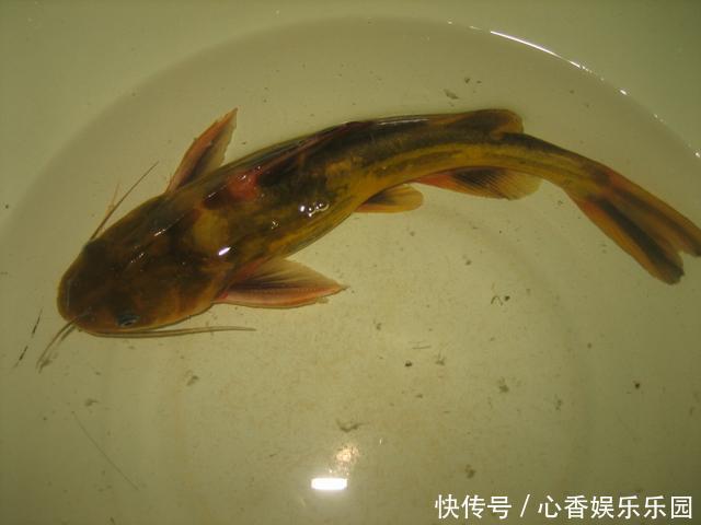 30多年前,我花一块钱买的钓鱼小册子,让我悟出了钓鱼的门道