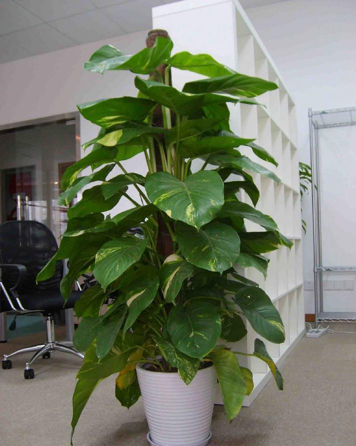 养花试试这款,除了浇水几乎不用太多的打理,繁殖也比较容易