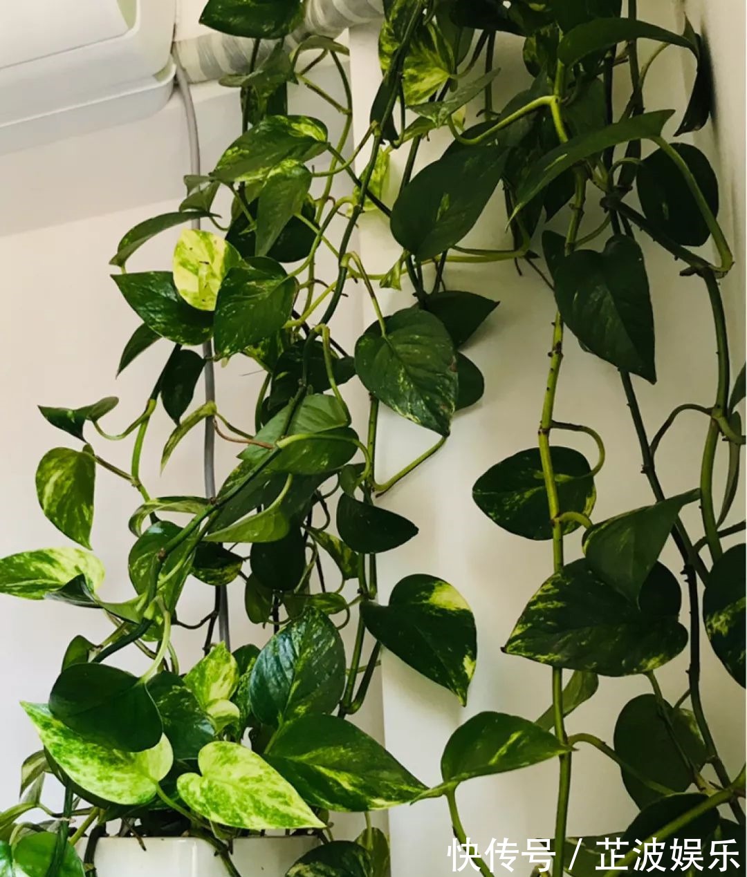 绿萝浇啤酒,文竹来勺糖,1个月嗖嗖长2米!
