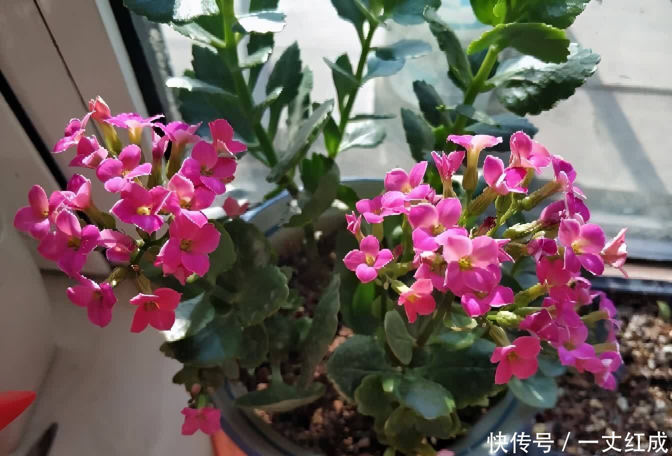 繁殖|初夏扦插“4种花”，一周生根沾土就活，很快就有花儿欣赏了