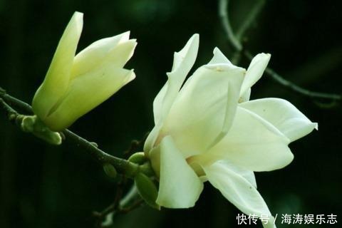 修剪|这花比茉莉还好闻,家里养一盆,花一开就是大半年!