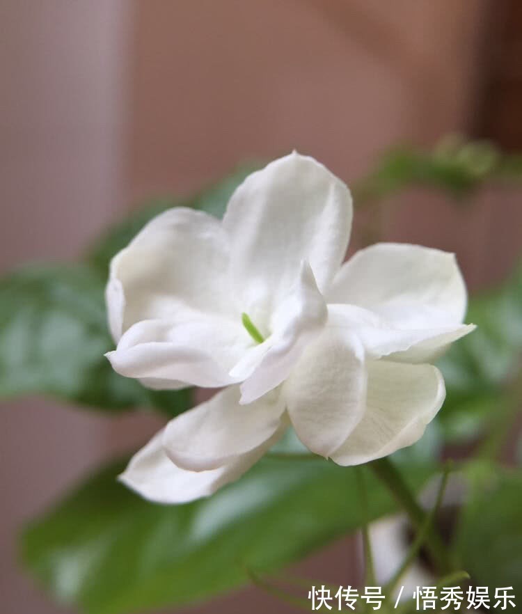 养茉莉，做好“三勤一懒”，茉莉呼呼冒花苞，开花开到深秋去！