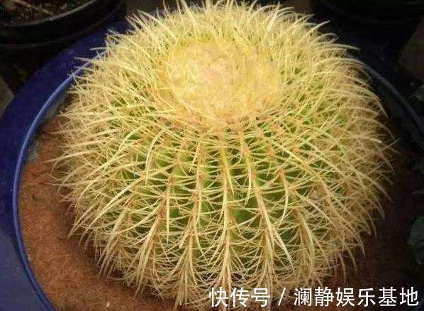 5种霸气花,个个“丑八怪”却吉利镇宅,丢在角落不管,一样爆棚