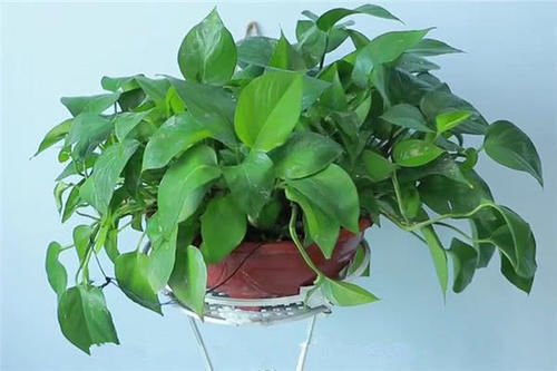 吃亏|快在花盆里撒一把大米,我也是才知道咋回事,别不信,越晚越吃亏