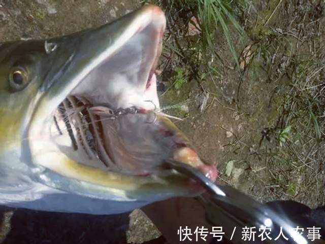 长达1.7米!湖北一男子河里野钓,收获巨型鳡鱼,网友:不能放生