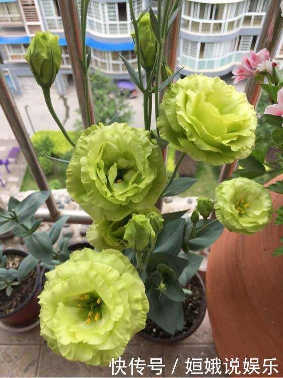 秋天播种次年赏花，此花漂亮不逊月季牡丹，扦插枝条就能活