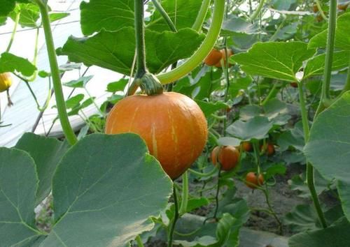  体内的雌激素|女性不想老得快，6种碱性食物使劲儿吃，补充天然雌激素显年轻