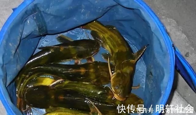 垂钓|夏季钓黄颡鱼，都说家禽内脏效果好，这里却藏着一个“必杀公式”