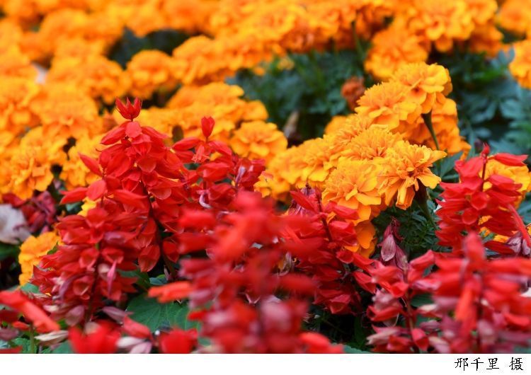 力量|今日秋分桂树婆娑影,天香满世间,在丰收的喜悦中汲取勇往直前的力量