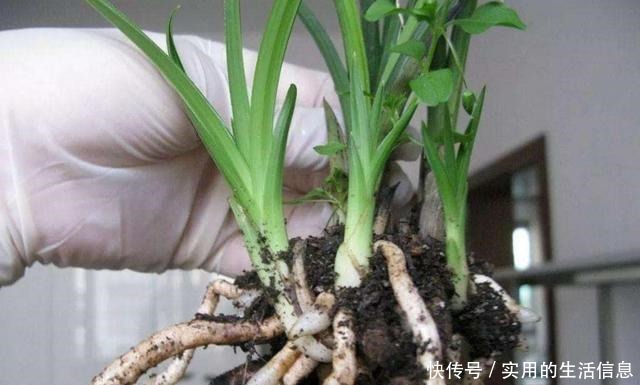 室内养花,有6个“禁忌”,犯1个也活不久,看你中了几个!