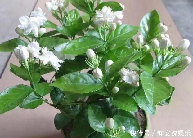 “3种花”养家里,1盆顶“5盆”,好养又好看,香气飘满屋!