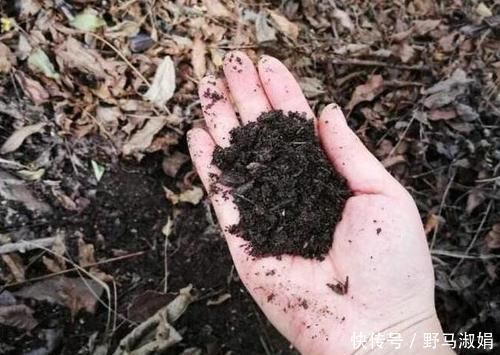黄叶|想要酸性土养花该怎么弄兑点它们，喜酸植物不再黄叶掉花苞