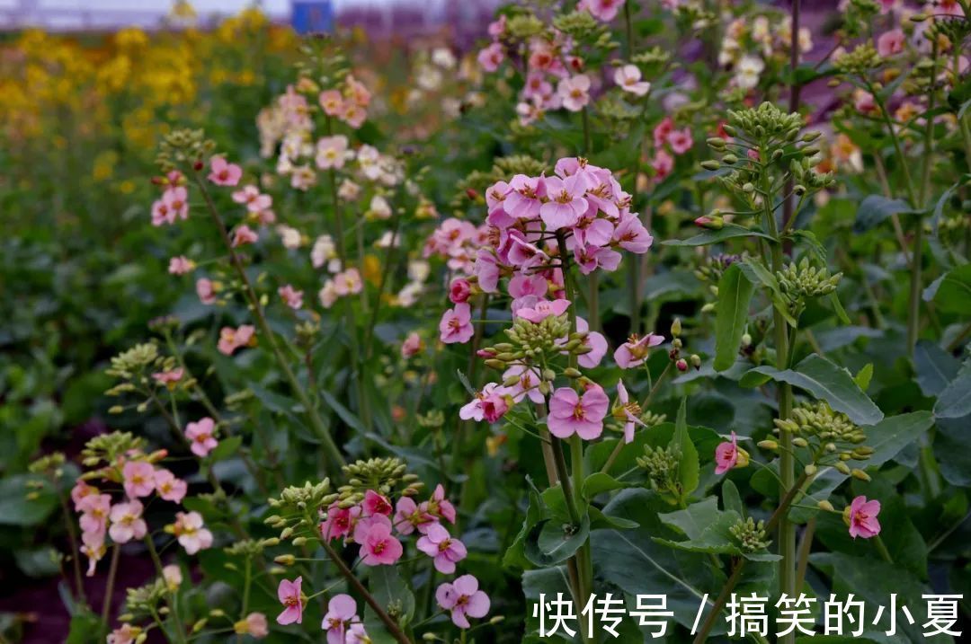 五彩|赶趟末班车，去长兴岛赏千亩五彩油菜花田