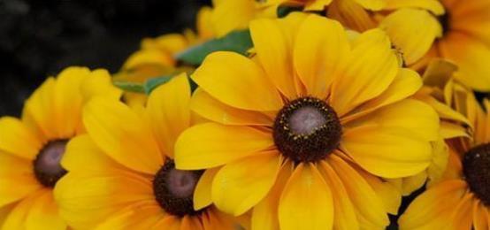 种子发芽温度|养花却不知道什么时候播种,看了此个就知道了