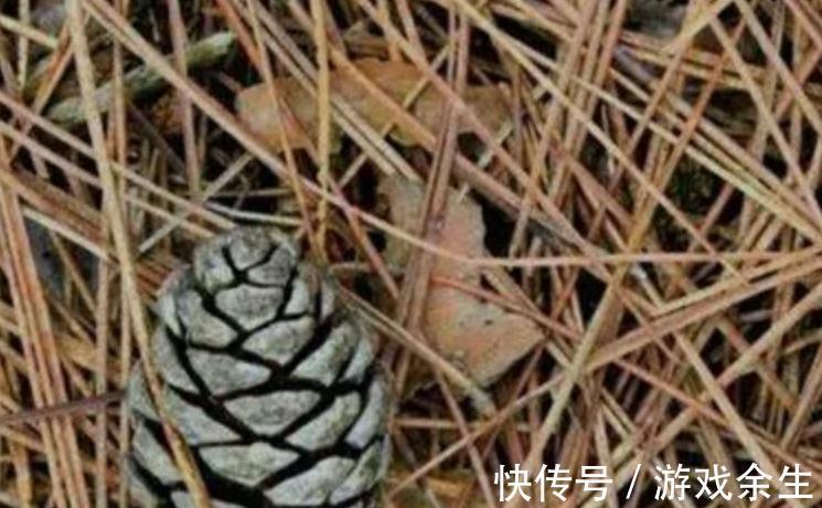 盆土板结怎么办,养花一定要有好土,你都了解过嘛