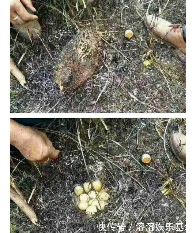 母親|趙菁被老虎拖走后,母親奮不顧身丈夫猶豫,并不是丈夫窩囊