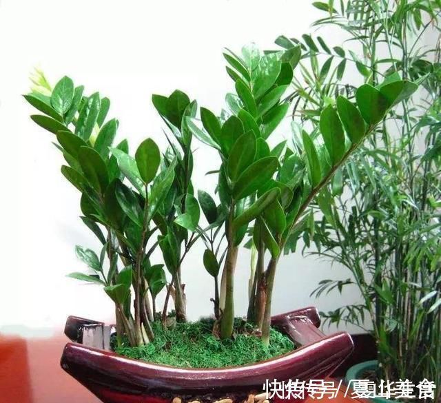 枝叶|这几种花远离阳台，温度一高就晒黄叶，一时半会无法返青