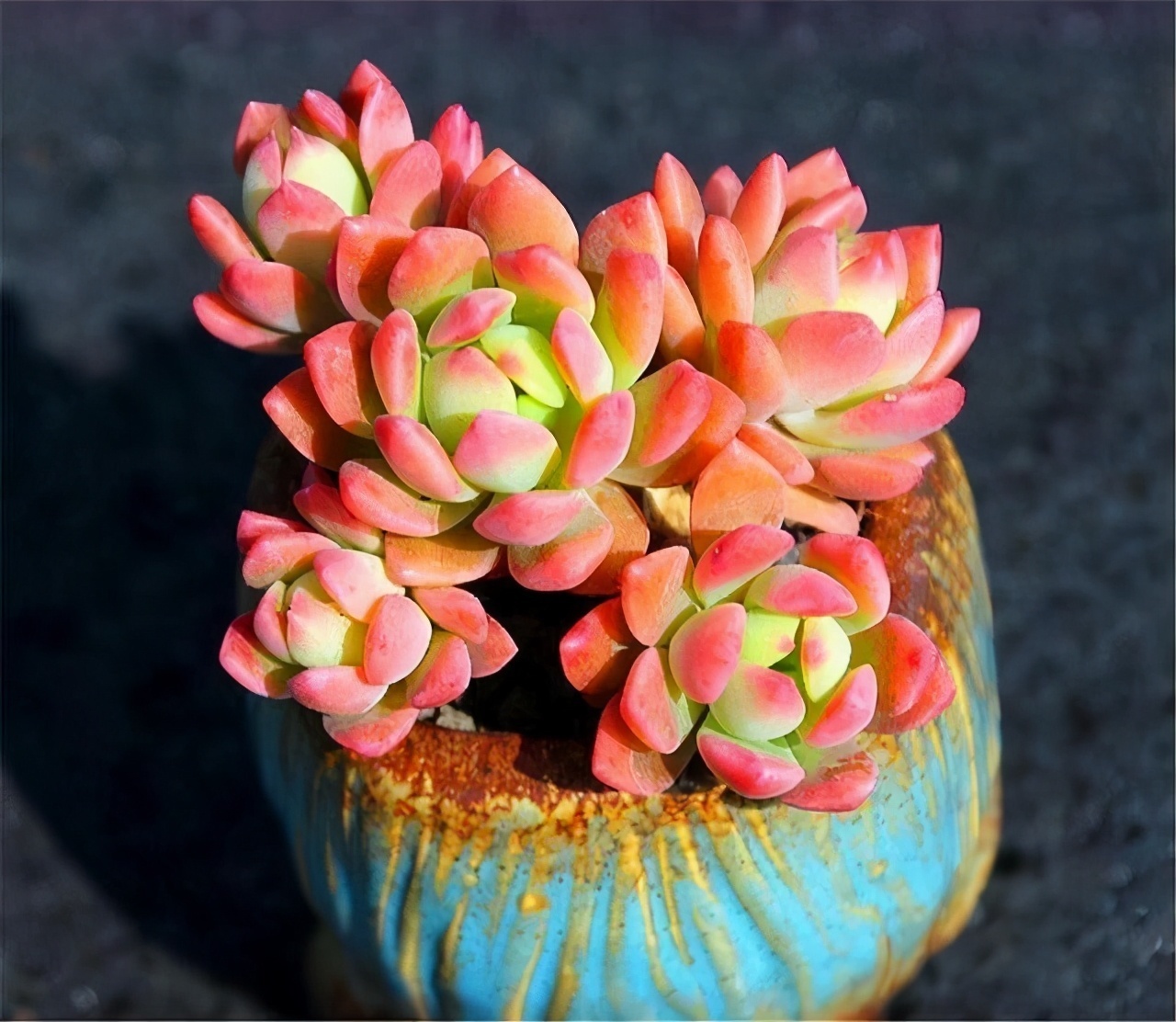 普货|6款多肉大普货，完全靠实力征服花友，养护简单出状态真好看