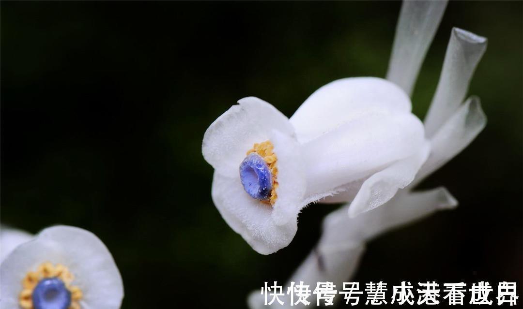 泸沽湖|世界上最纯洁的花，花瓣透明如水晶，每当下雨就会“变脸”