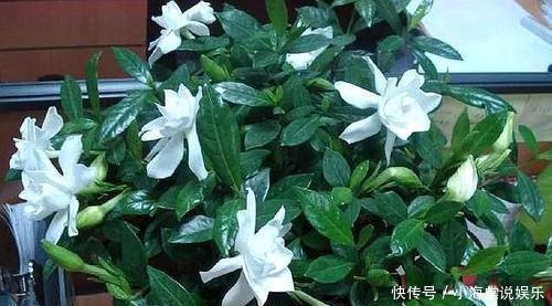 君子兰|淘米水中加点料，就是万能养花水，给花喝一勺，养啥都旺