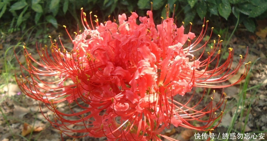 盆花|喜欢养花,就养一盆花中精品公丁香,花开妖艳,香味迷人