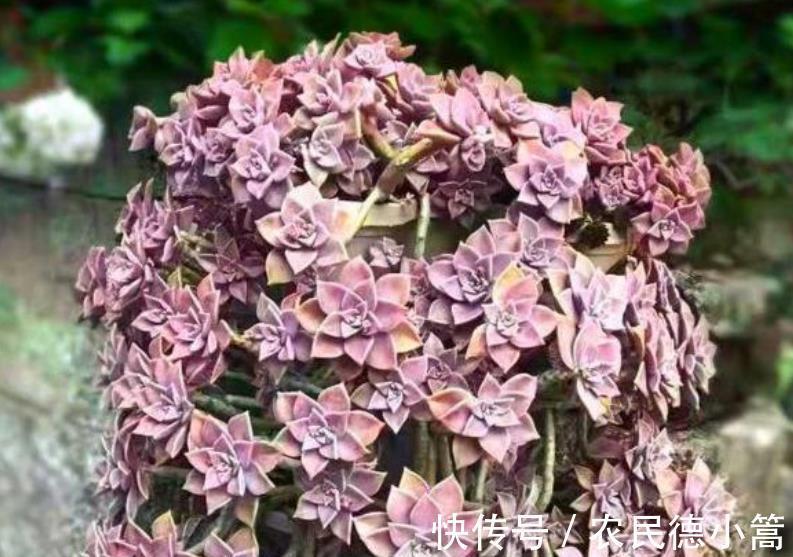 秋冬养多肉，满足4个要点，盆盆妖艳，普货也能养出好状态