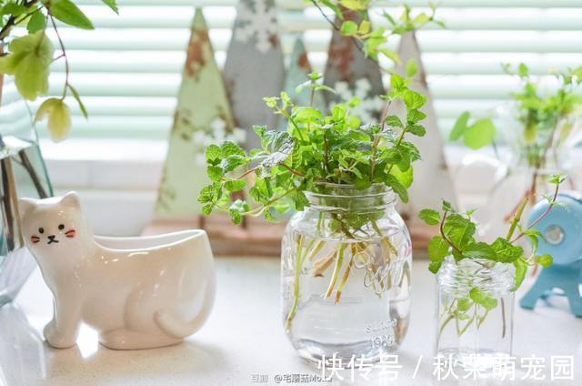 植物|真正适合“水培”的植物有5种，其他的水培是“遭罪”，难养好