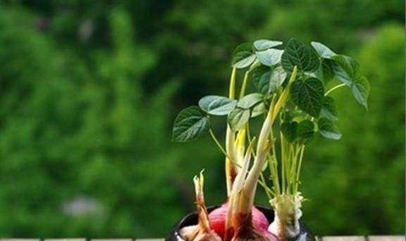 菜叶|5种蔬菜吃完可别扔,菜叶放水里可再生,几乎不用管,还可当盆栽