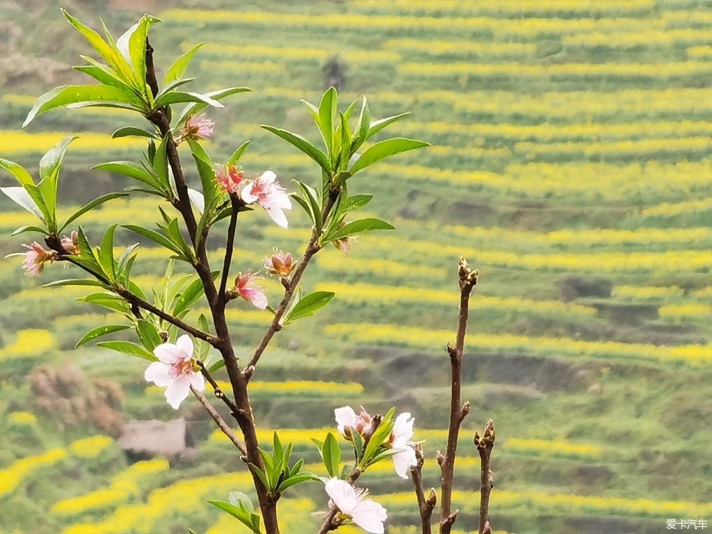 目睹那油菜绝美